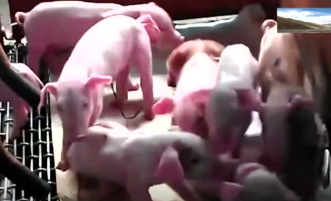 日本养殖17头“半人半猪”，到底是人还是猪，傻傻分不清！ 