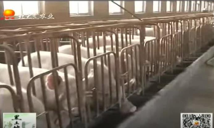 猪场出现猪瘟，这才是正确的处理方法！