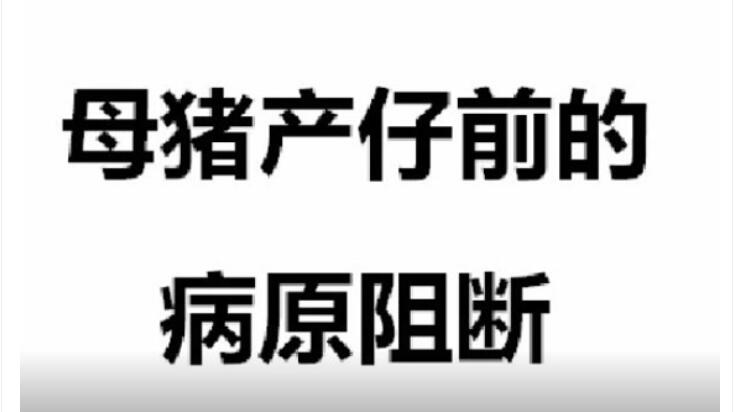 减少怀孕母猪自身的病原三步走，让母猪多产仔，产健仔！