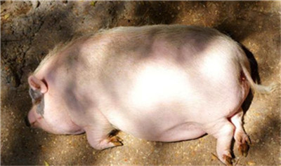 家中母猪生下一只“大象猪”，土豪花大价钱购买，专家：亏了！