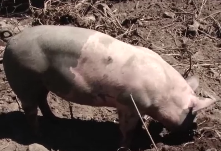 分明在中国农村养猪，为何会被染上非洲猪瘟呢？