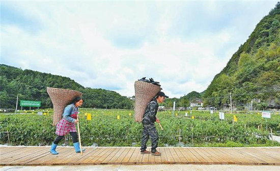 百县千村行｜这里，养猪卖猪都有“新规矩”
