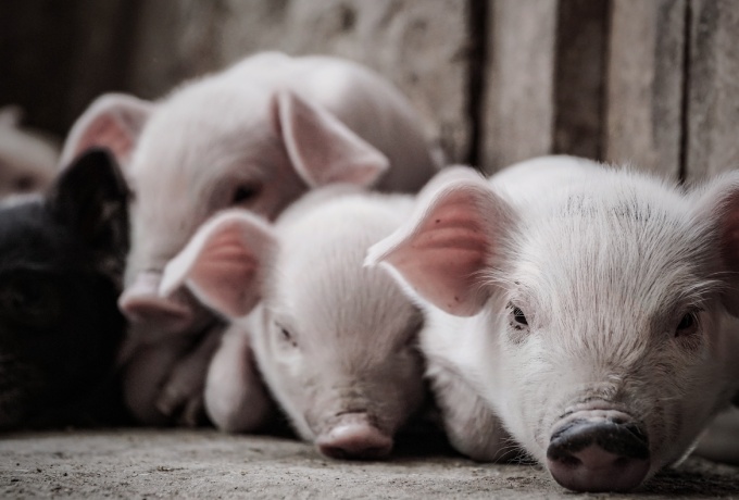 牧原、新希望向越南，温氏向韩国，巨头出海养猪有何不同?