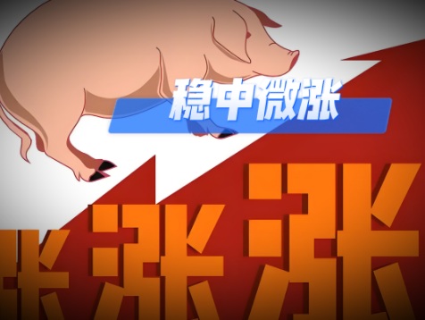 01月12日猪价：12.72元/公斤！底部支撑转强！