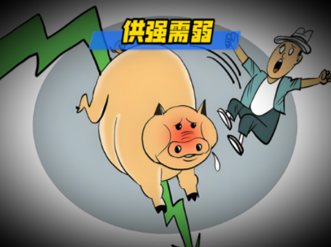 02月06日猪价：供强需弱难撼动！