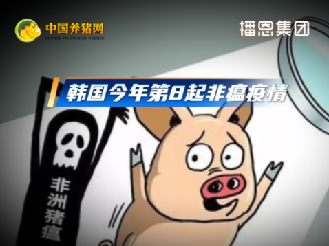 又一起！韩国今年第8起非瘟疫情！计划采取扑杀措施！