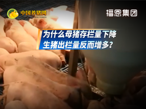 3年时间 全国母猪存栏减产400万头！生猪出栏量却逆势增长127万头！