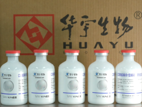 全球首创口蹄疫病毒样颗粒技术！助力南非1型口蹄疫紧急防控！