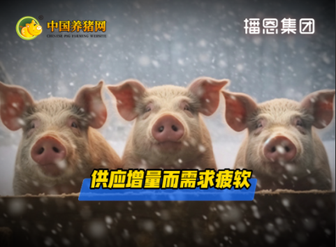 05月07日猪价：震荡下跌风险加大！