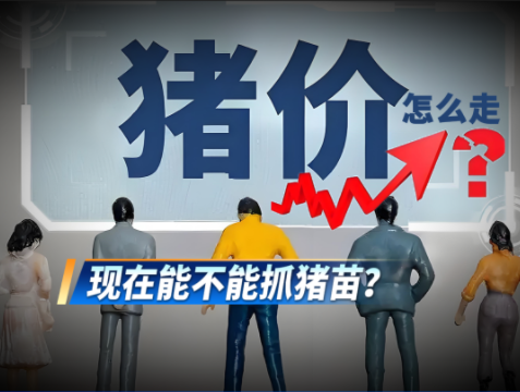 二育受限叠加多重利好！预计下半年猪价季节性上涨！现在抓苗补栏正当时！