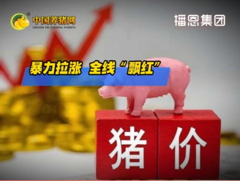 07月01日猪价：暴力拉涨 全线“飘红”！