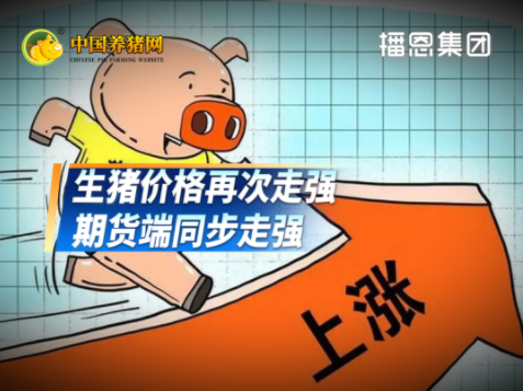 08月08日猪价：再涨！逆势走强！