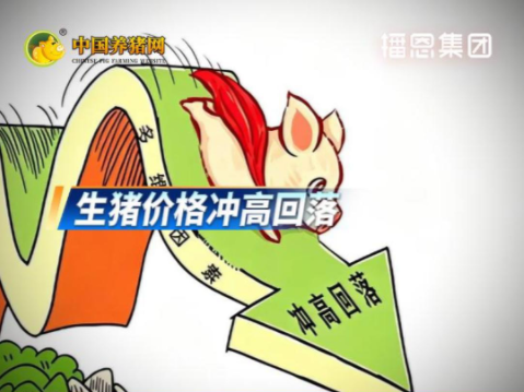 08月11日猪价：冲高回落！后市看涨预期犹存！
