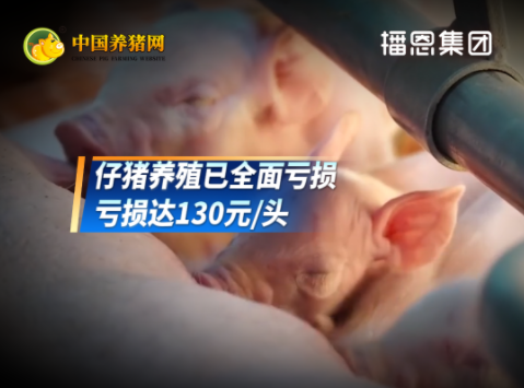 仔猪均价暴跌57%，产能加速出清！周期拐点正逐步显现！