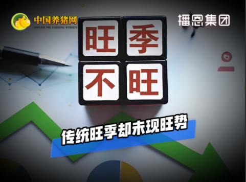 09月21日猪价：旺季不旺、节前不涨！谁在“砸盘”？