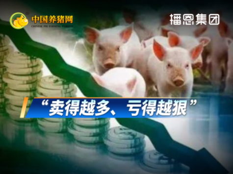 猪企前三季度普遍卖多亏多！后市预判：10月承压 11月或迎转机！