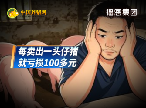 仔猪价格暴跌59.4%！部分产区弱苗成交跌破100元/头！