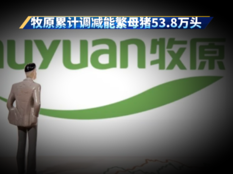 牧原调减近54万头母猪，头部猪企带头去产能！