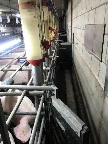 后备母猪的营养与饲养管理措施（1）