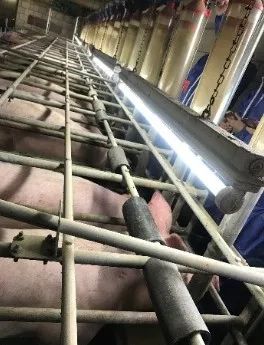 后备母猪的营养与饲养管理措施（2）