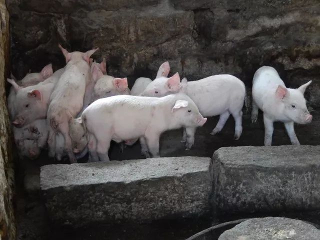 猪价催生河南新首富：身家1174亿，碾压王健林！