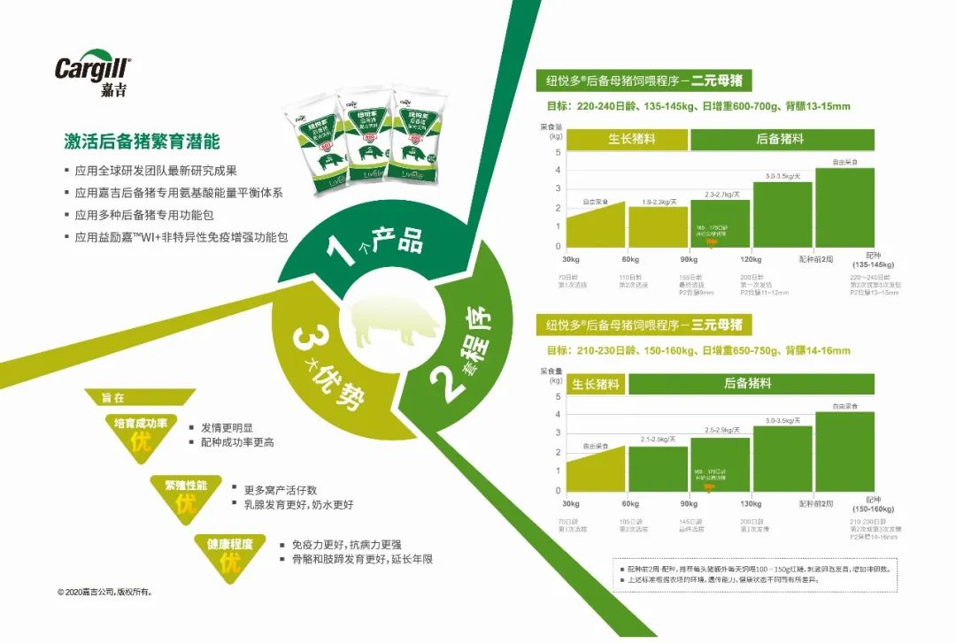 纽悦多后备猪单页NOAH-2-01.jpg