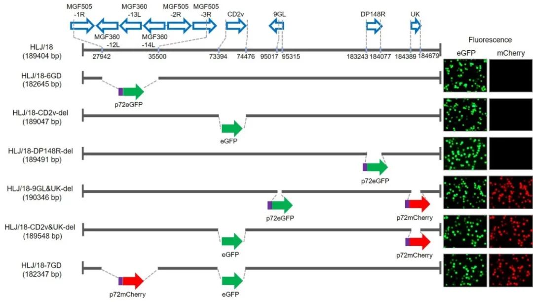 最新进展！非洲猪瘟疫苗创制成功，向产业化应用迈出坚实一步