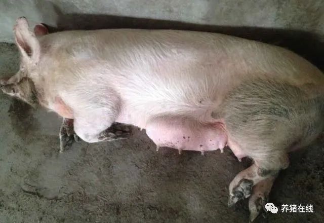注意了！再遇到这8种母猪一定要淘汰！