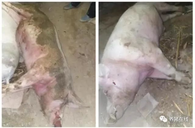 春季请注意这种病，有猪场半小时死6头大猪