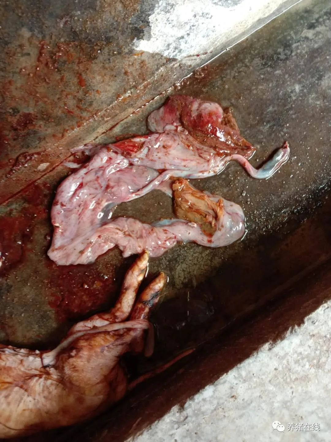 从母猪流产、死胎、木乃伊、返情和屡配不孕来判断是什么病