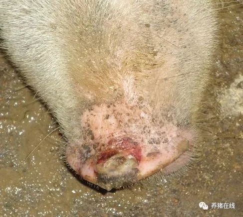 猪场怎样预防口蹄疫？你知道吗？