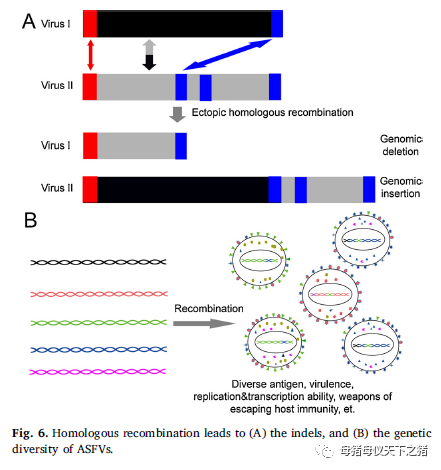 不同非瘟毒株同存易形成新毒株