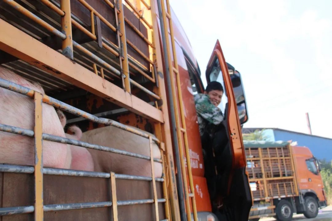 一头肥猪利润或超2000元！但潜在的种业危机你注意了吗？