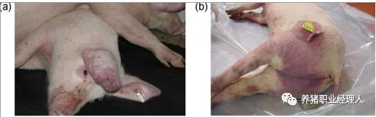 非洲猪瘟的临床诊断（高清图）