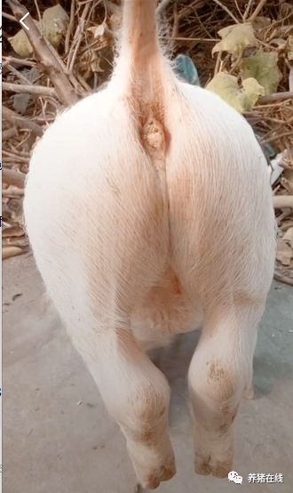 肥猪粪便干且腹式呼吸治疗都要把握一个原则