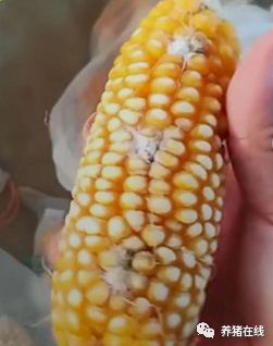 脱霉剂在养殖过程中的作用不可忽视