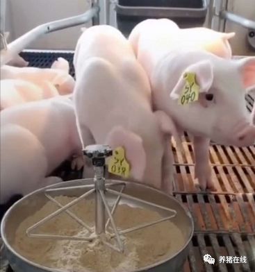 不会吃料不要断奶？这样操作每窝可多活一头小猪