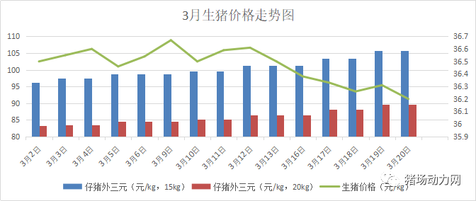生猪价格6连降，仔猪价格却6连涨！这是一波非瘟也挡不住的“抢猪潮”！