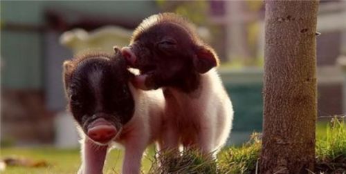 如何成功抗击非瘟？兆丰华特别推出“新思路”助你高效复产！