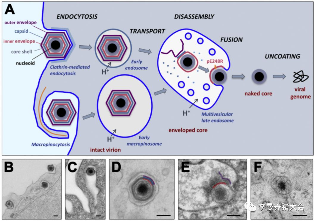 非洲猪瘟病毒进入细胞的方式对我们的启示