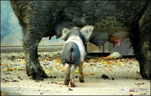 哺乳母猪泌乳不足的几大原因及对策，总有一款适合你