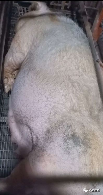 提高母猪窝产活仔数的方法