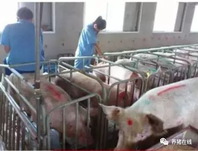 猪场返情率居高不下，你真的知道原因吗？