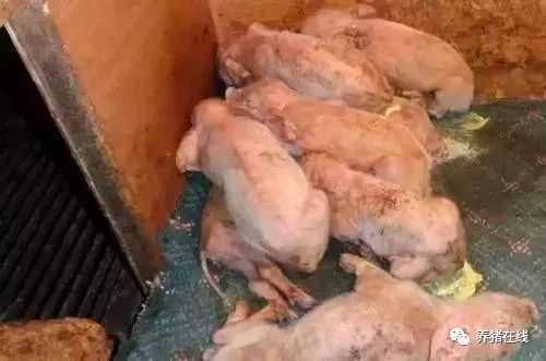 乳仔猪拉稀综合防控的25个对策！值得收藏！