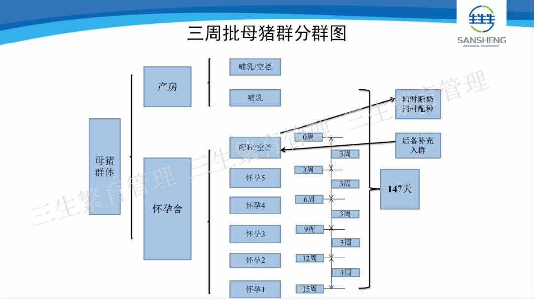 直播看三生！批次化管理如何对猪群分批？