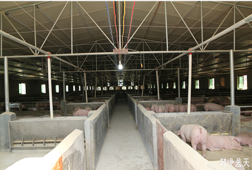 小猪仔大钱景，生猪养殖为沿河脱贫奔小康带来“新希望”