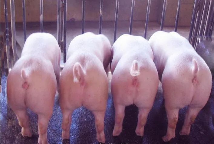 新增能繁母猪中三元占7成！七大方案让三元母猪不输二元