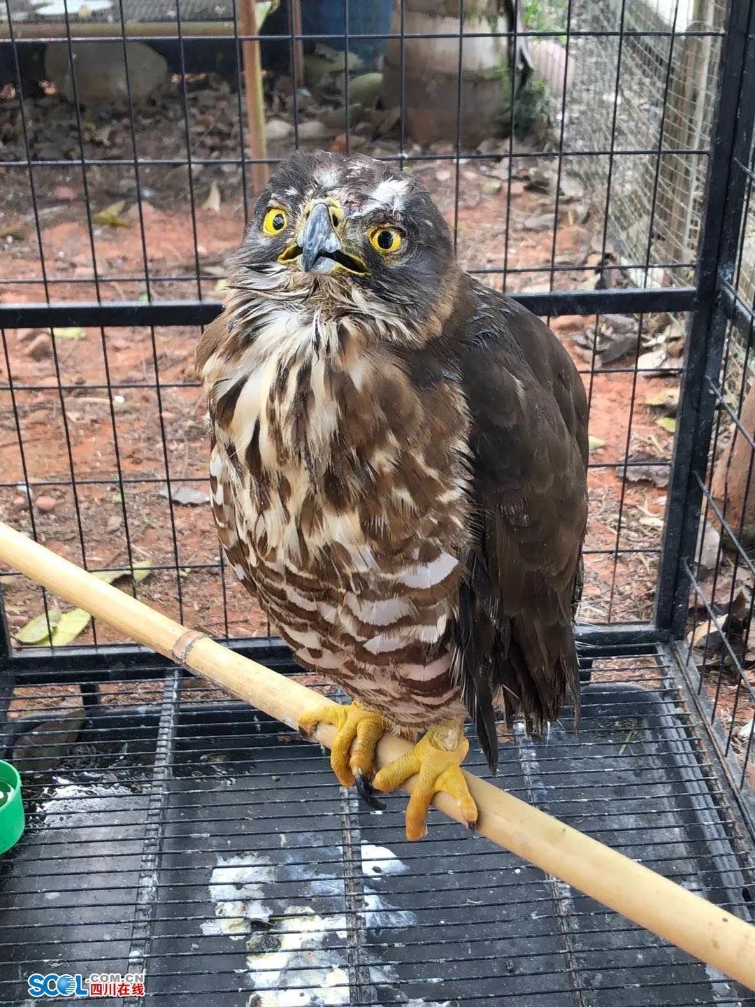 乐山夹江查获两只猛禽 每天靠猪肺喂养