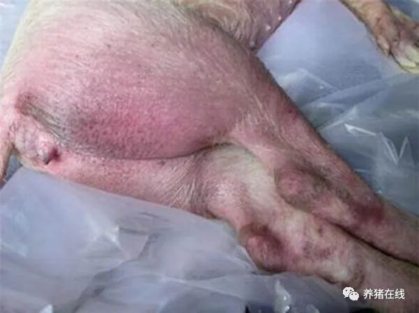 猪只皮肤出现红点，束手无策？3招教你轻松区分