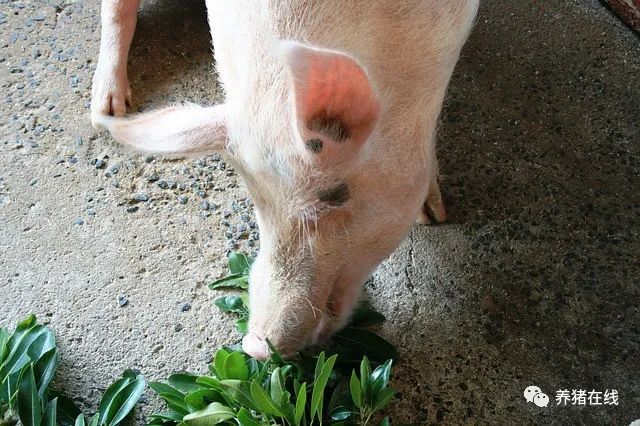 怀孕母猪“限饲不当”会给母猪带来哪些危害？